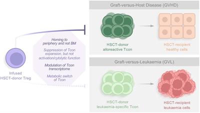 The impact of regulatory T cells on the graft-versus-leukemia effect